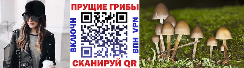 Купить где  Красный Холм  Галлюциногенные грибы Psilocybe 